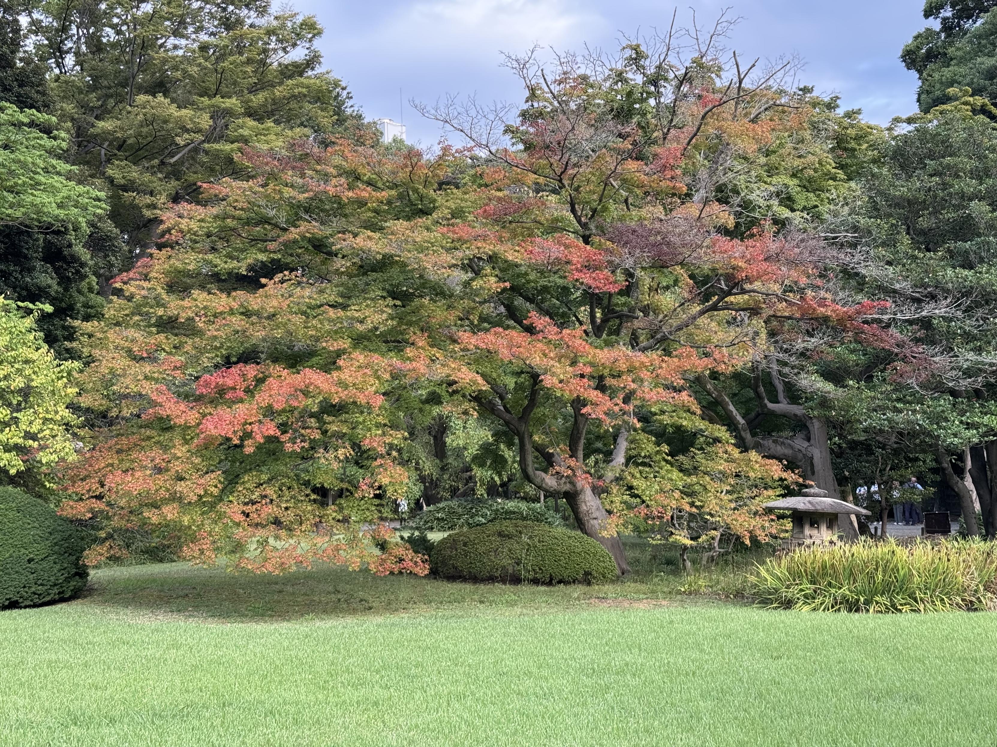 Japanese maple tree with 1/3 leaves turning from green to red.