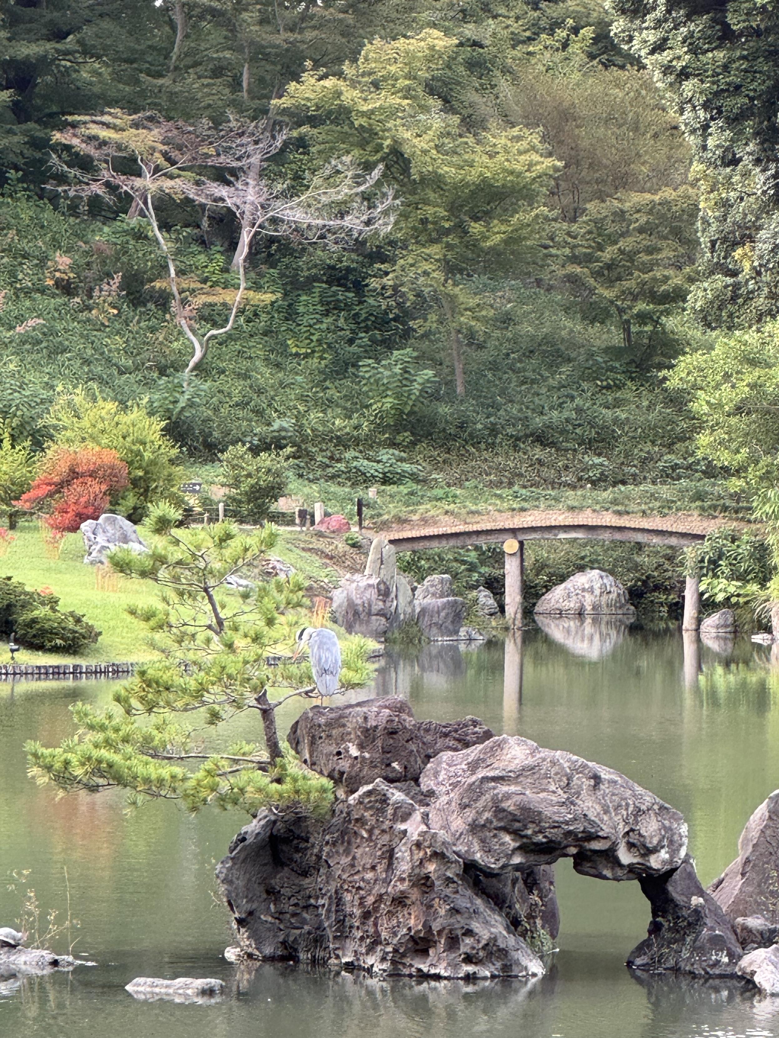 Grey heron on a leaping dragon shaped rock in a lake in a park, partially hidden by a tiny tree on the rock. A wooden bridge in the back.
