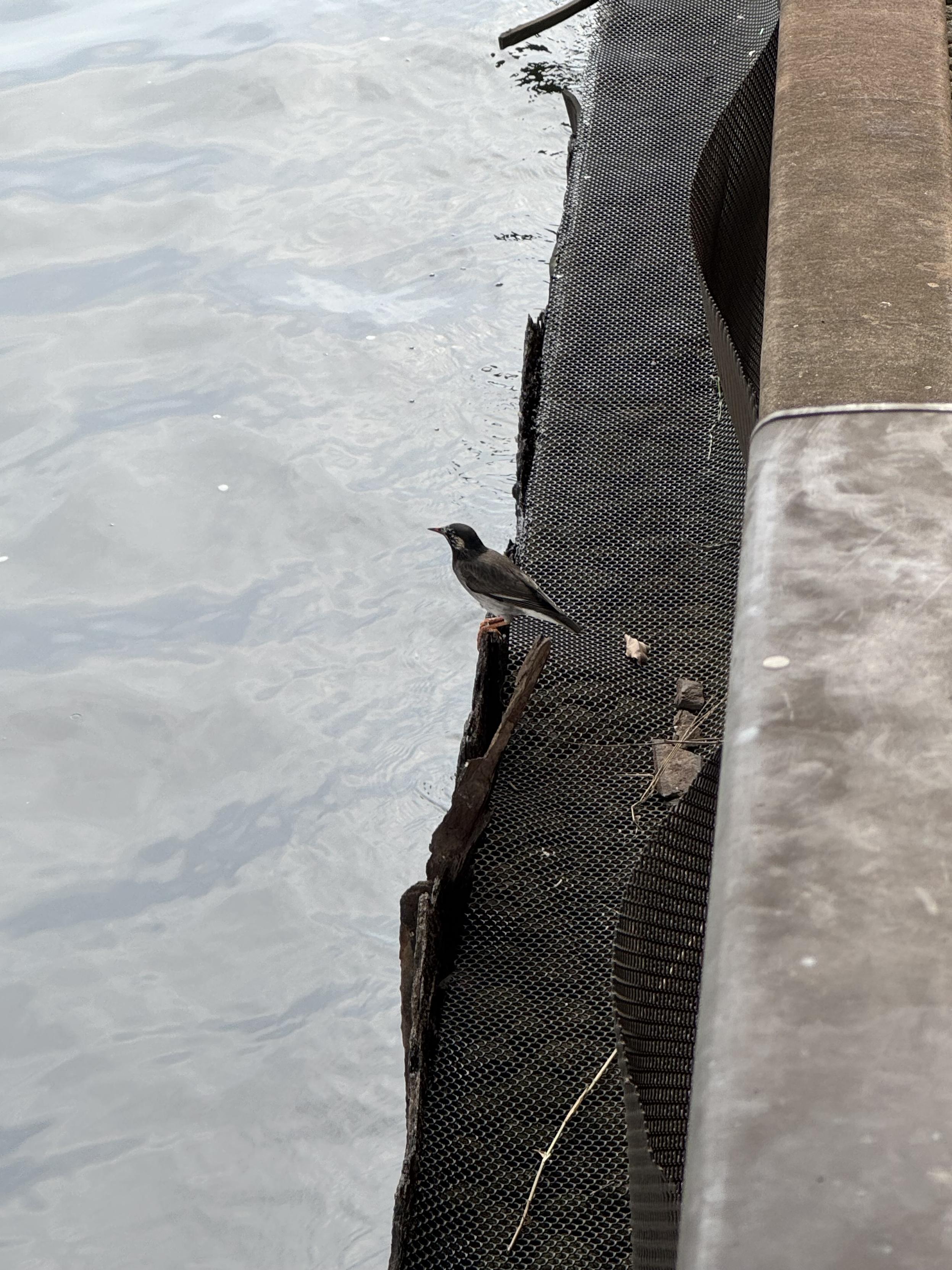 A cute bird by the river, grey with white and blue. A bit like an Eurasian jay.