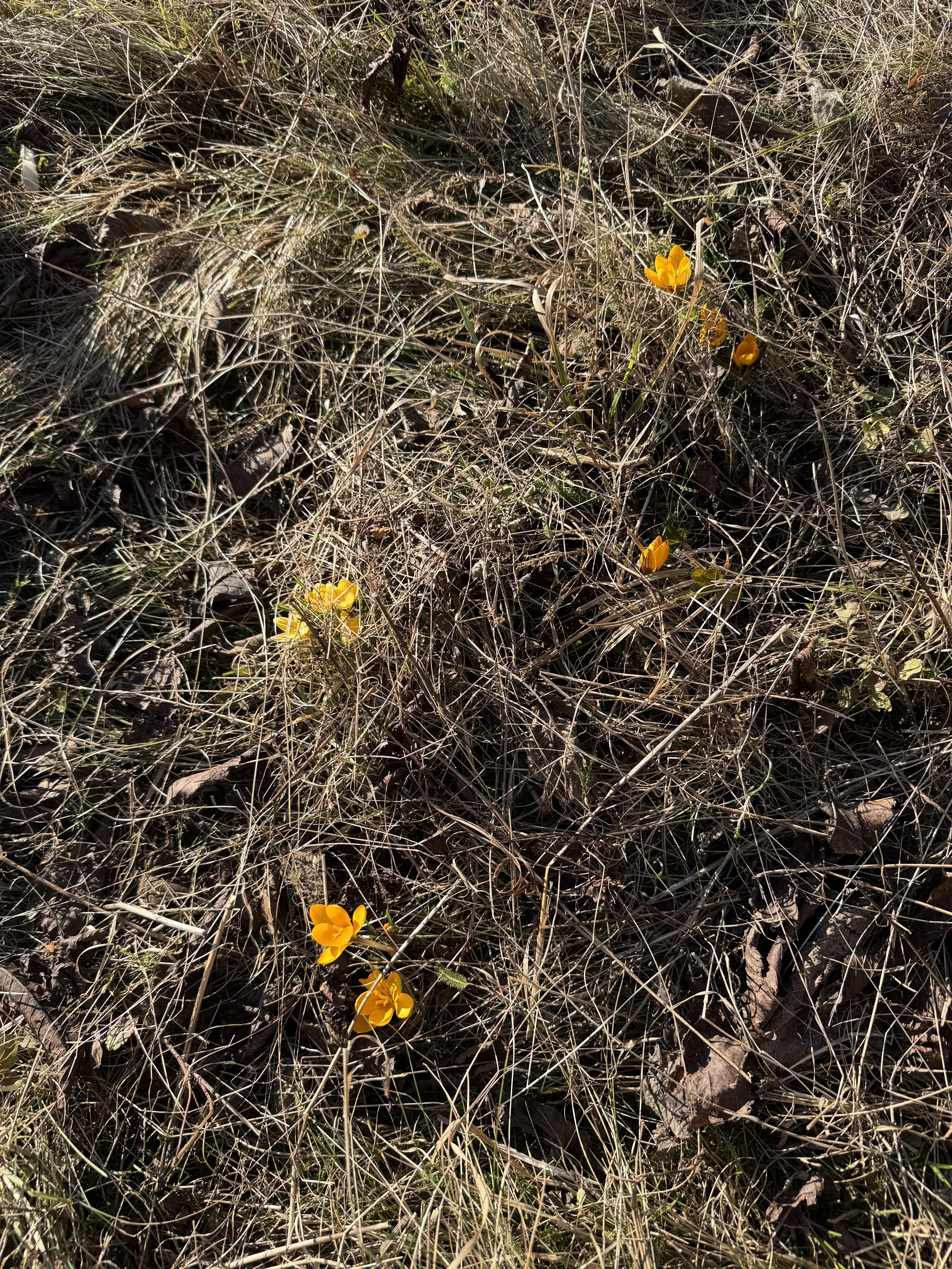 Small yellow flower petals from four or five plants breaking through last year’s rough-cut meadow.